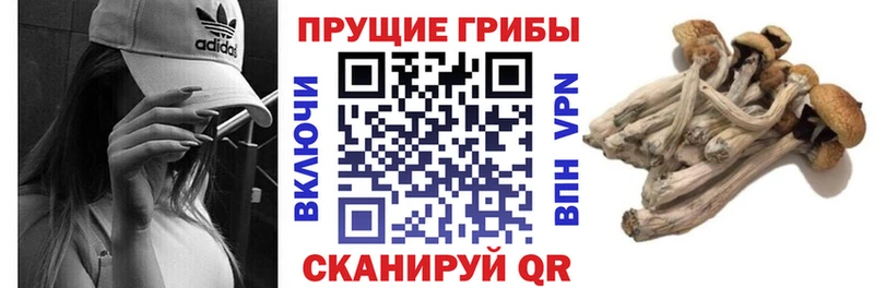 закладка  Киселёвск  Псилоцибиновые грибы мицелий 