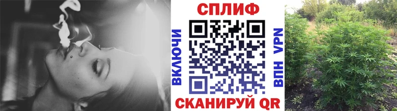MEGA как войти  Киселёвск  Бошки марихуана планчик  маркетплейс формула  цена наркотик 